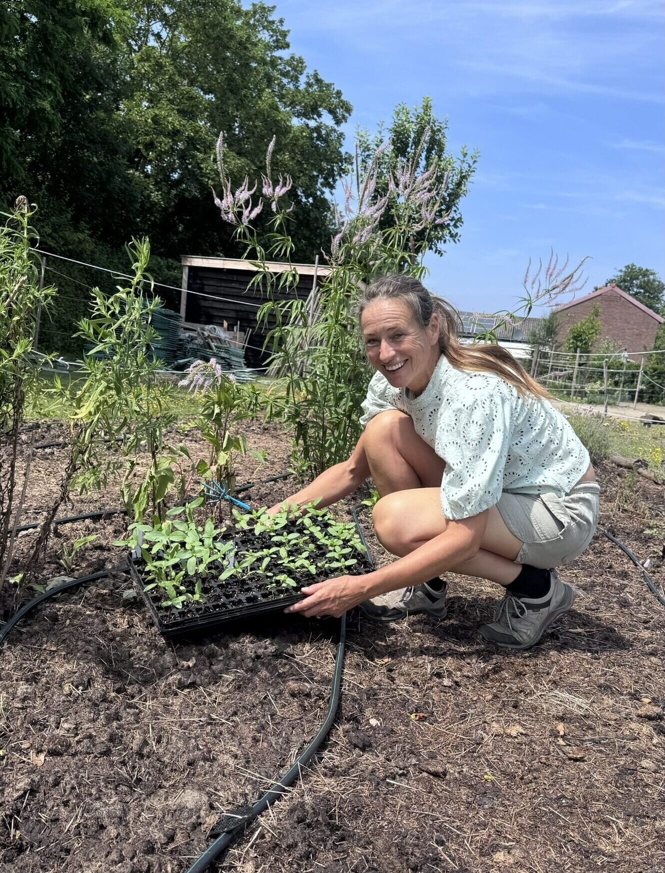 Marit de Vrieze teelt botanische kruiden bij Duynhof in Scharendijke, Zeeland