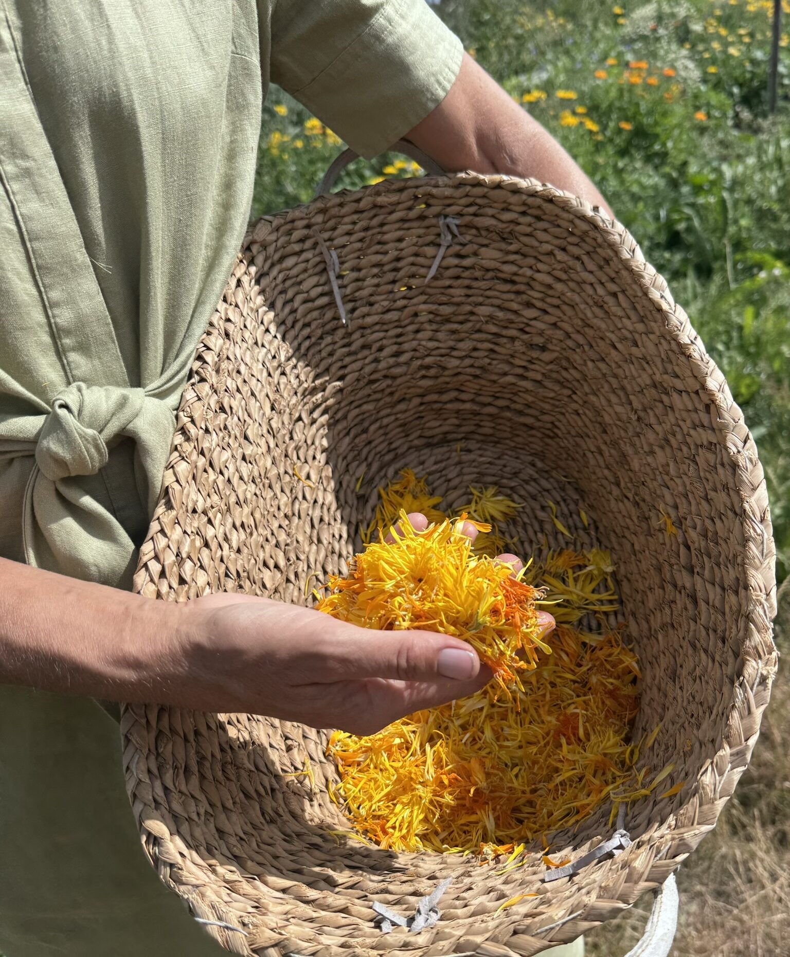 Vers geplukte Calendula in een mand bij Duynhof