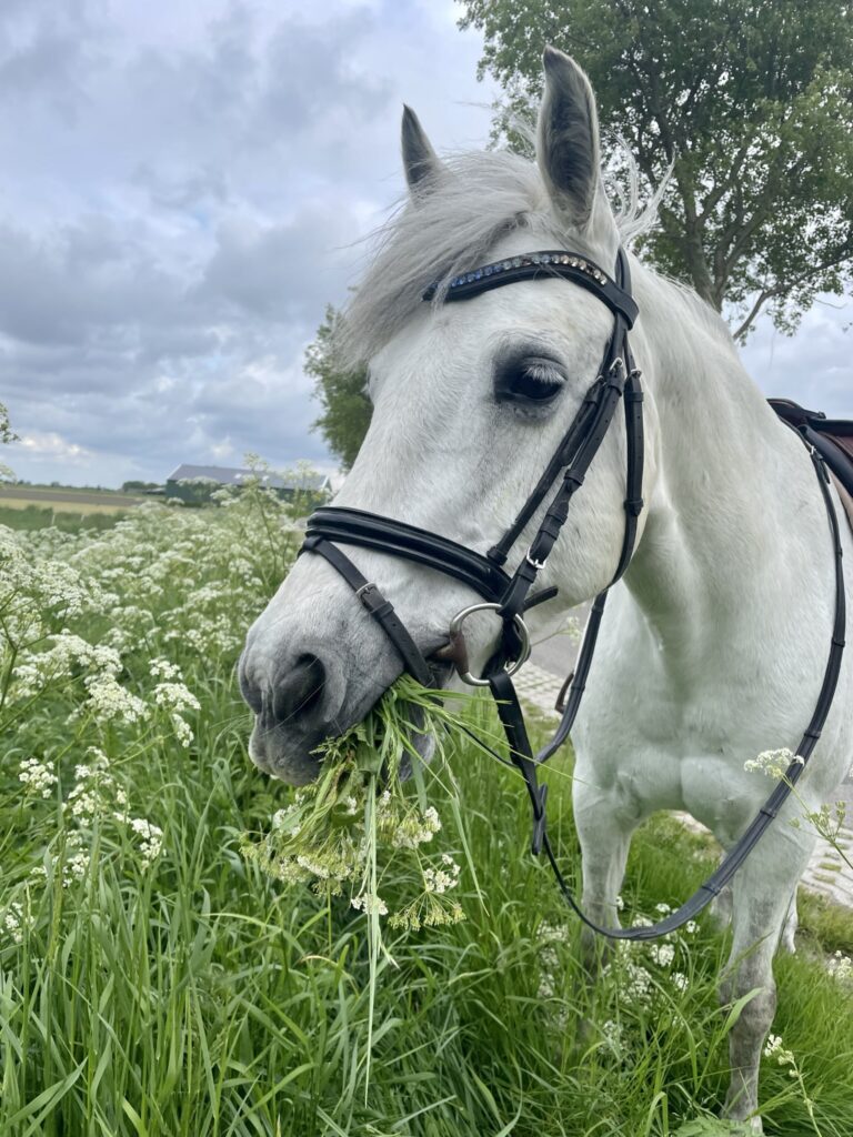 Paard eet botanische kruiden bij kruidenboerderij Duynhof in Scharendijke, Zeeland