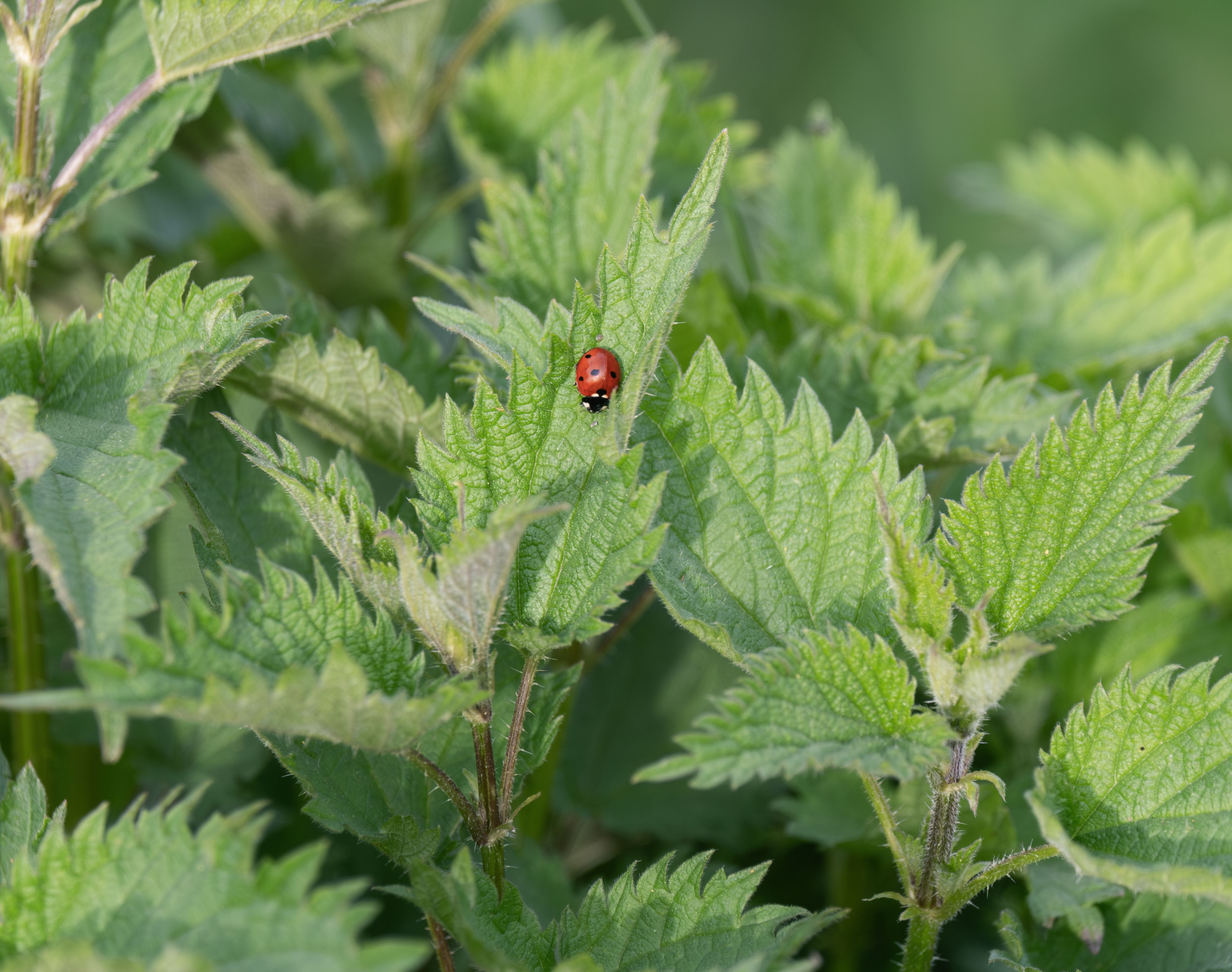 Jonge groene brandnetelbladeren met lieveheersbeestje op kruidenboerderij Duynhof in Scharendijke, Zeeland