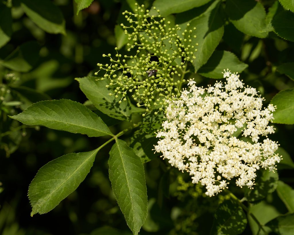 Witte vlierbloesem met bloemknoppen tussen groene bladeren voor botanische kruidenthee van Duynhof in Scharendijke, Zeeland