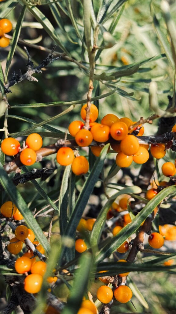 Duindoornbessen als ingrediënt van Zeebries kruidenthee van Duynhof in Scharendijke, Zeeland