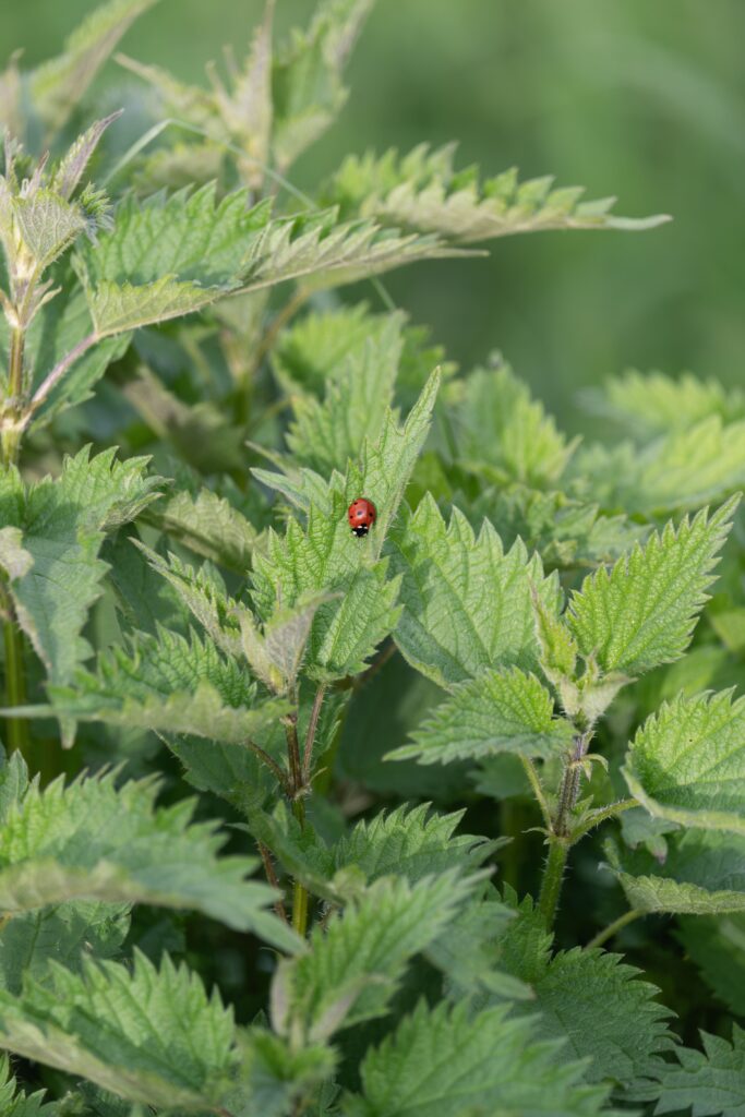 Brandnetel met lieveheersbeestje voor Akkerkruid kruidenthee van Duynhhof in Scharendijke, Zeeland