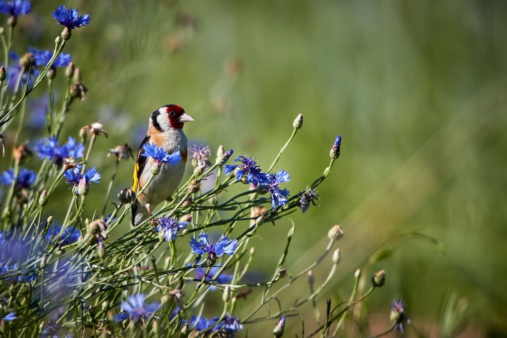 Puttertje tussen bloeiende blauwe korenbloemen op kruidenboerderij Duynhof in Scharendijke, Zeeland