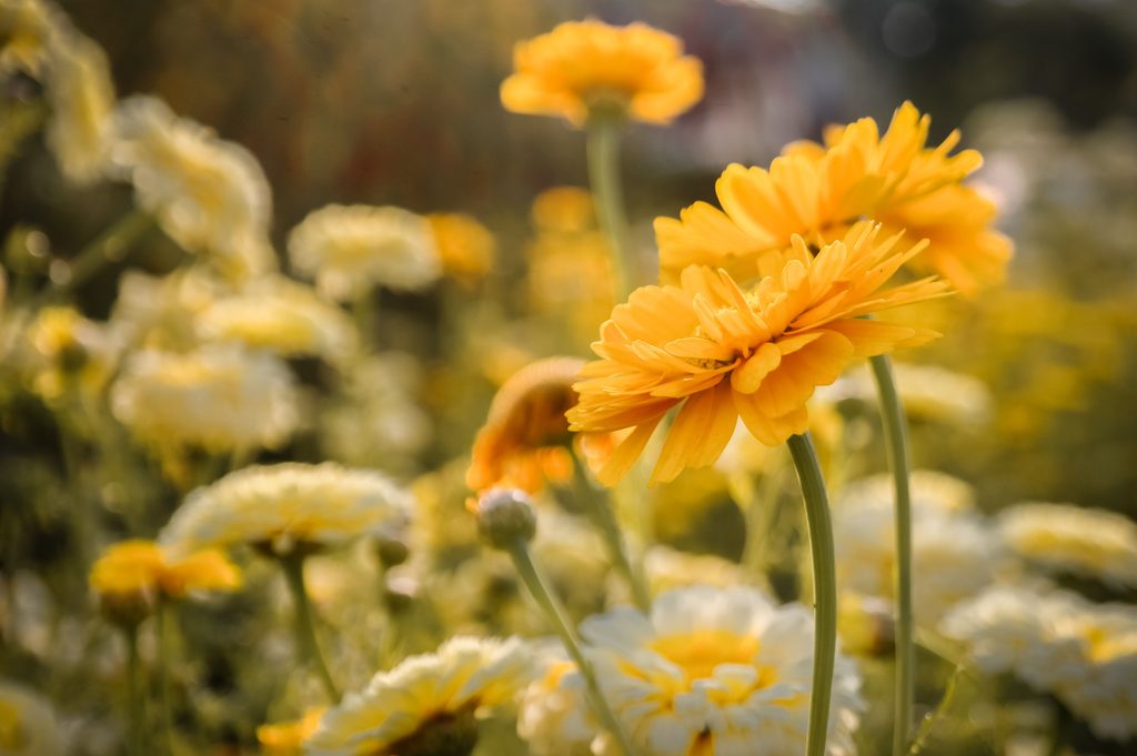 Goudsbloemen als ingrediënt van Bloemenweide kruidenthee van Duynhof in Scharendijke, Zeeland