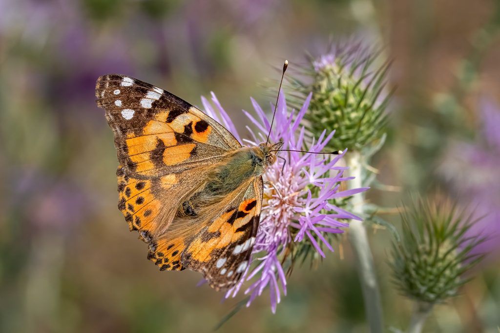 Distelvlinder op een paarse distelbloem op kruidenboerderij Duynhof in Scharendijke, Zeeland